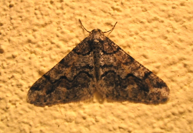 Agriopis leucophaearia